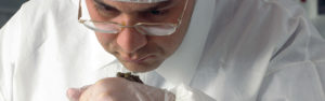 Qualitätsprüfung von frischem Kaviar. Dr. Reza Korouji (Geschäftsführer von Royal Caviar) riecht an Kaviar auf seinem Handrücken