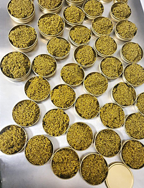 Royal Premium Gold Caviar (Shah-Caviar) is being re-packed into smaller tins