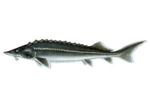 Bild von Kaviar Fisch: Hybrid Stör