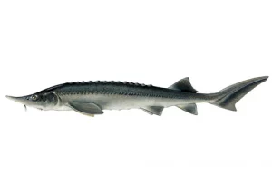 picture of caviar-fish: Acipenser Baerii sturgeon