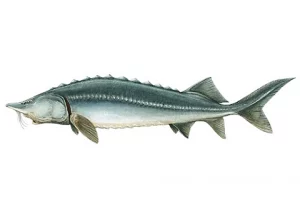 picture of caviar-fish: Huso Huso sturgeon