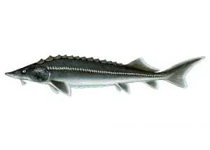 picture of caviar-fish: Hybrid sturgeon